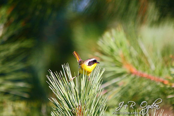 Barataria Bird