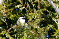 Chickadee taking a sip of water/snow