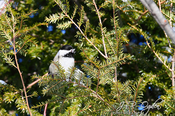 Chickadee taking a sip of water/snow