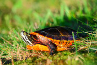 Painted Turtle
