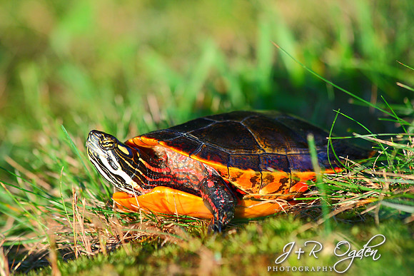 Painted Turtle