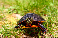 Painted Turtle