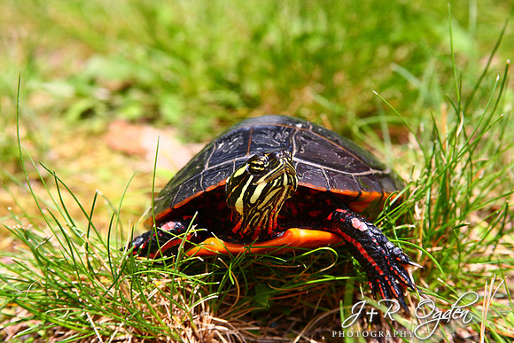 Painted Turtle
