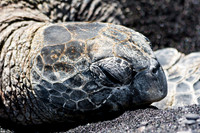 Hawaiian Green Sea Turtle