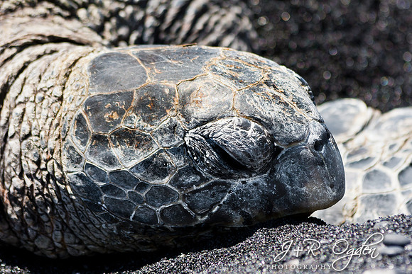 Hawaiian Green Sea Turtle