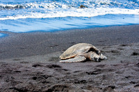 Hawaiian Green Sea Turtle