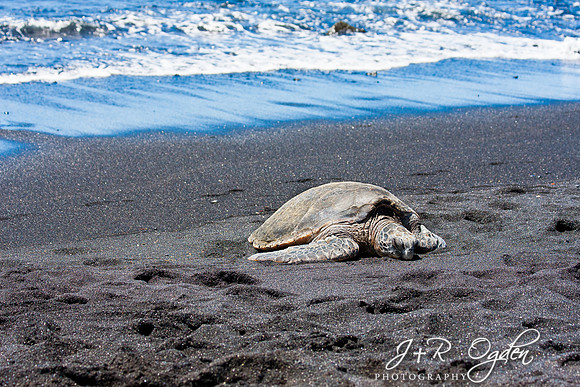 Hawaiian Green Sea Turtle