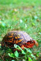 Eastern Box Turtle