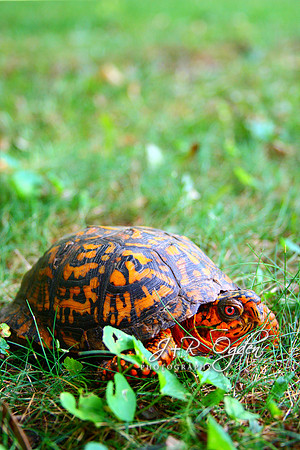 Eastern Box Turtle