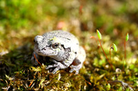Tree Frog