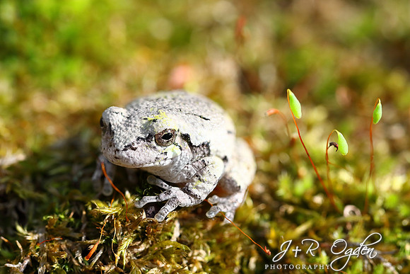 Tree Frog