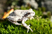 Tree Frog