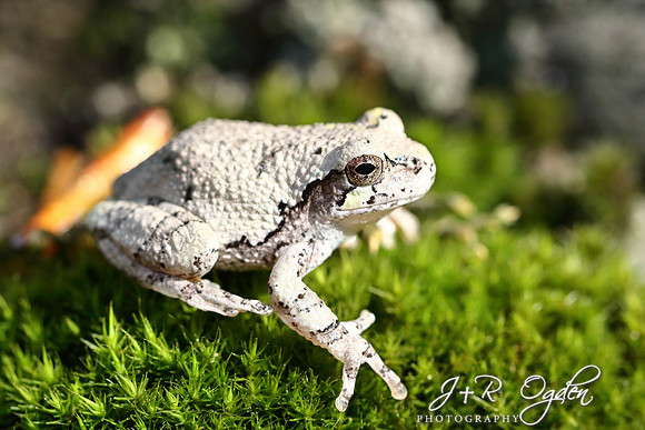 Tree Frog