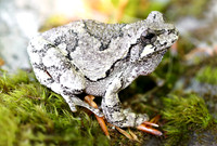 Tree Frog