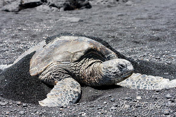 Hawaiian Green Sea Turtle