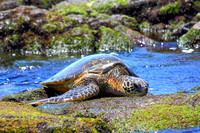 Hawaiian Green Sea Turtle