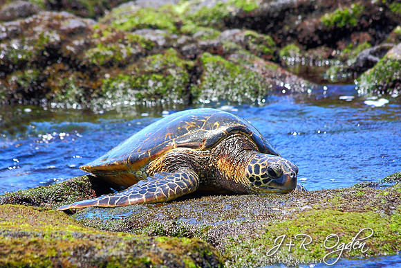 Hawaiian Green Sea Turtle