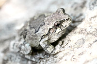 Tree Frog