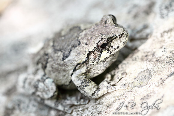 Tree Frog