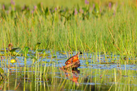 Sunbathing Painted Turtle