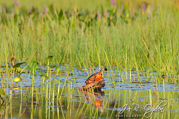 Sunbathing Painted Turtle