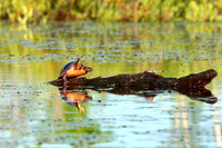 Painted Turtle