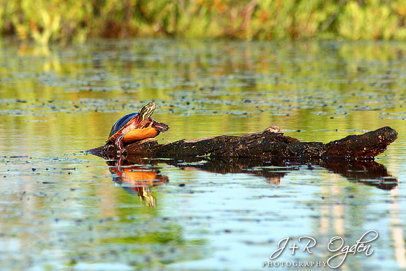 Painted Turtle
