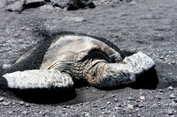 Hawaiian Green Sea Turtle