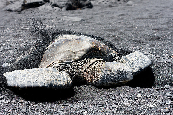 Hawaiian Green Sea Turtle