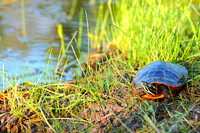 Painted Turtle