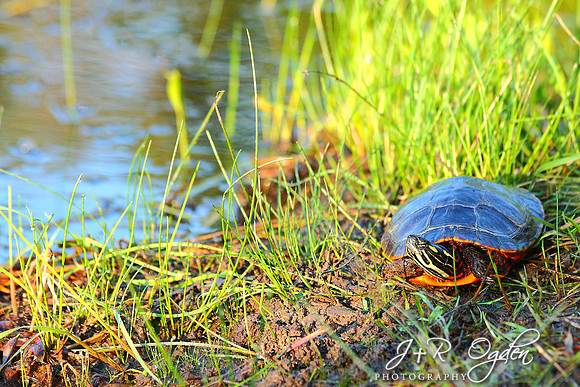Painted Turtle