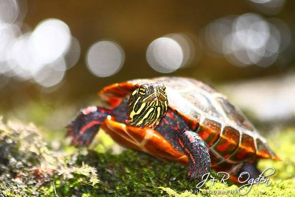 Painted Turtle