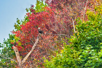 Bald Eagle - Foliage