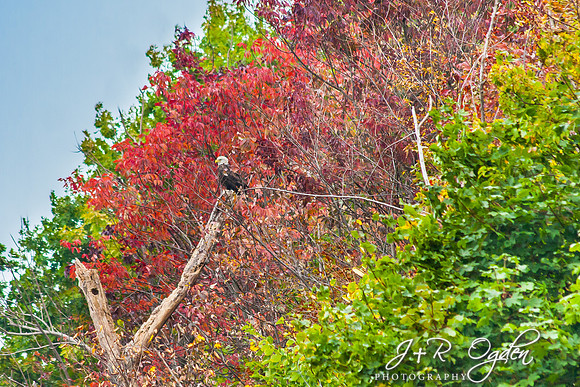 Bald Eagle - Foliage