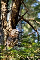 Barred Owl