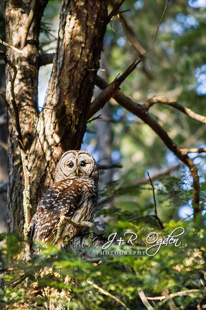Barred Owl