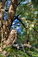 Barred Owl