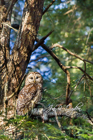 Barred Owl