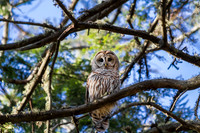 Barred Owl