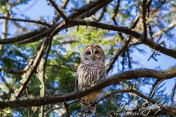 Barred Owl