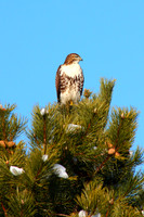 Cooper's Hawk