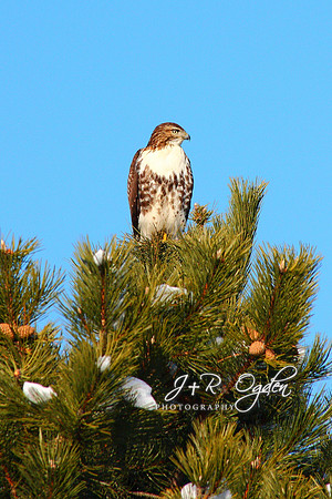 Cooper's Hawk