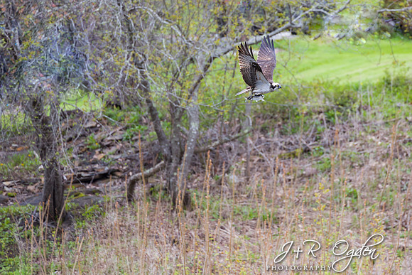 Osprey catching Fish
