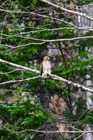Hawk