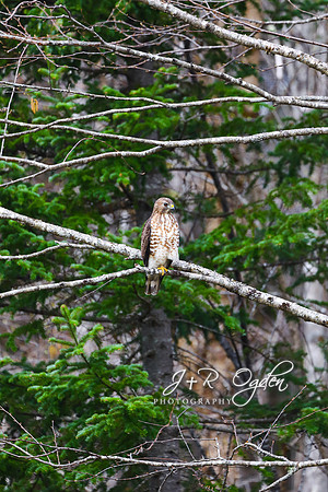 Hawk