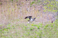 Osprey catching Fish