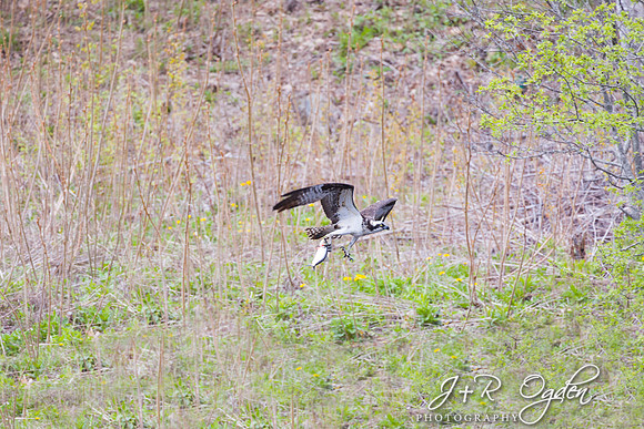 Osprey catching Fish