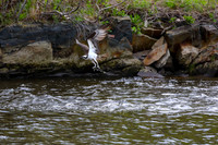 Osprey with Alewive