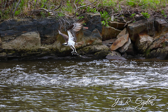 Osprey with Alewive