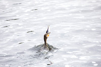 Cormorant Swallowing Fish